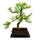 Outdoor-Bonsai Pseudolarix amabilis - Goldlärche oder Scheinlärche - Großer Solitär Baum