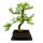 Outdoor bonsai Pseudolarix amabilis - Golden larch or false larch - Large solitary tree