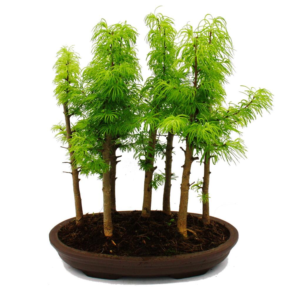 Outdoor-Bonsai-Wald - Pseudolarix amabilis - Goldlrche oder Scheinl