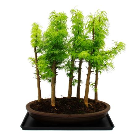 Outdoor bonsai forest - Pseudolarix amabilis - Golden larch or false