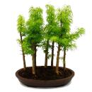 Outdoor-Bonsai-Wald - Pseudolarix amabilis -...