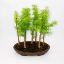 Outdoor-Bonsai-Wald - Pseudolarix amabilis -...