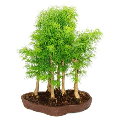 Outdoor-Bonsai-Wald - Pseudolarix amabilis - Goldlrche oder Scheinl