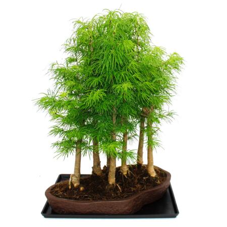 seidenakazie bonsai Albizia julibrissin main image 0