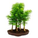Outdoor bonsai forest - Pseudolarix amabilis - Golden larch or false larch - Large forest landscape - kidney-shaped