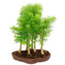 Outdoor bonsai forest - Pseudolarix amabilis - Golden...