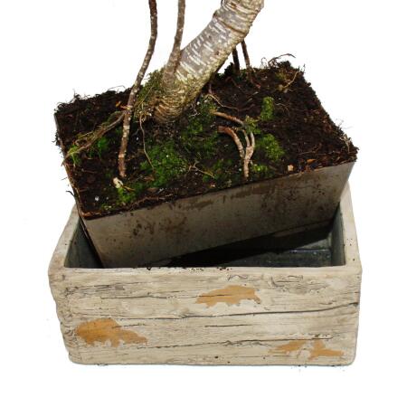 Bonsai frs Zimmer - in moderner Trendkeramik- Zimmerbonsai