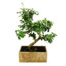 Bonsai fürs Zimmer - in moderner Trendkeramik-...