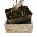 Bonsai for the room - in modern trend ceramics - indoor...