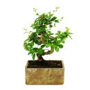Bonsai fürs Zimmer - in moderner Trendkeramik -...
