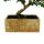 Bonsai fürs Zimmer - in moderner Trendkeramik - Zimmerbonsai Carmona - 6 Jahre alt - Steinoptik