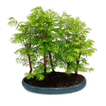 pelargonium bonsai lemon tree Flowering Lemon Bonsai Tree (meyer lemon)