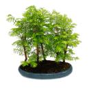 Outdoor bonsai Metasequoia glyptostroboides - large forest with 5-7 plants