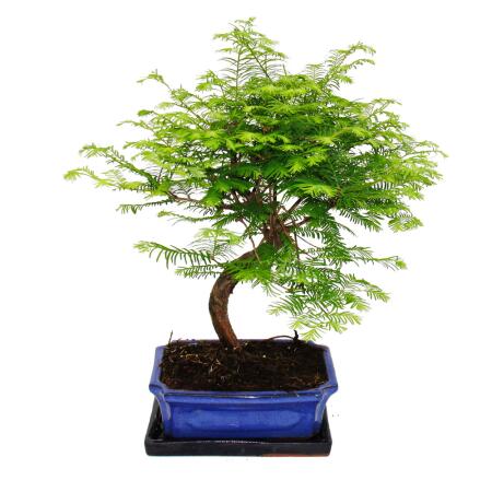 Outdoor-Bonsai Metasequoia glyptostroboides - Urwelt-Mammutbaum - 23cm  Schale