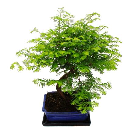 Outdoor-Bonsai Metasequoia glyptostroboides - Urwelt-Mmutbaum - 23cm