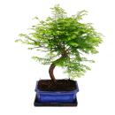 Outdoor-Bonsai Metasequoia glyptostroboides -...
