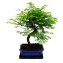 Outdoor bonsai Metasequoia glyptostroboides - Primeval sequoia - 23cm bowl