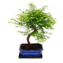 Outdoor bonsai Metasequoia glyptostroboides - Primeval...