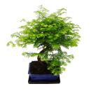 Outdoor-Bonsai Metasequoia glyptostroboides - Urwelt-Mmutbaum - 23cm Schale