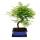 Outdoor-Bonsai Metasequoia glyptostroboides - Urwelt-Mammutbaum - 23cm Schale