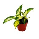 Mini Plante - Hoya carnosa tricolor - Fleur de porcelaine - Idéale pour les petites coupes et les verres - Baby-Plant en pot de 5,5cm