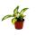 Mini Plante - Hoya carnosa tricolor - Fleur de porcelaine - Idéale pour les petites coupes et les verres - Baby-Plant en pot de 5,5cm