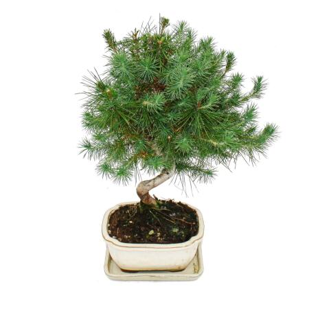 bambus rhizom frei Bambus-Wurzelsperre Nature kaufen