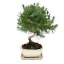 Bonsai - Pinus halepensis - Aleppo-Kiefer - ca. 7-8 Jahre alt  - 16cm Schale