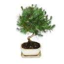 Bonsai - Pinus halepensis - Pin dAlep - environ 7-8 ans - coupe 16cm