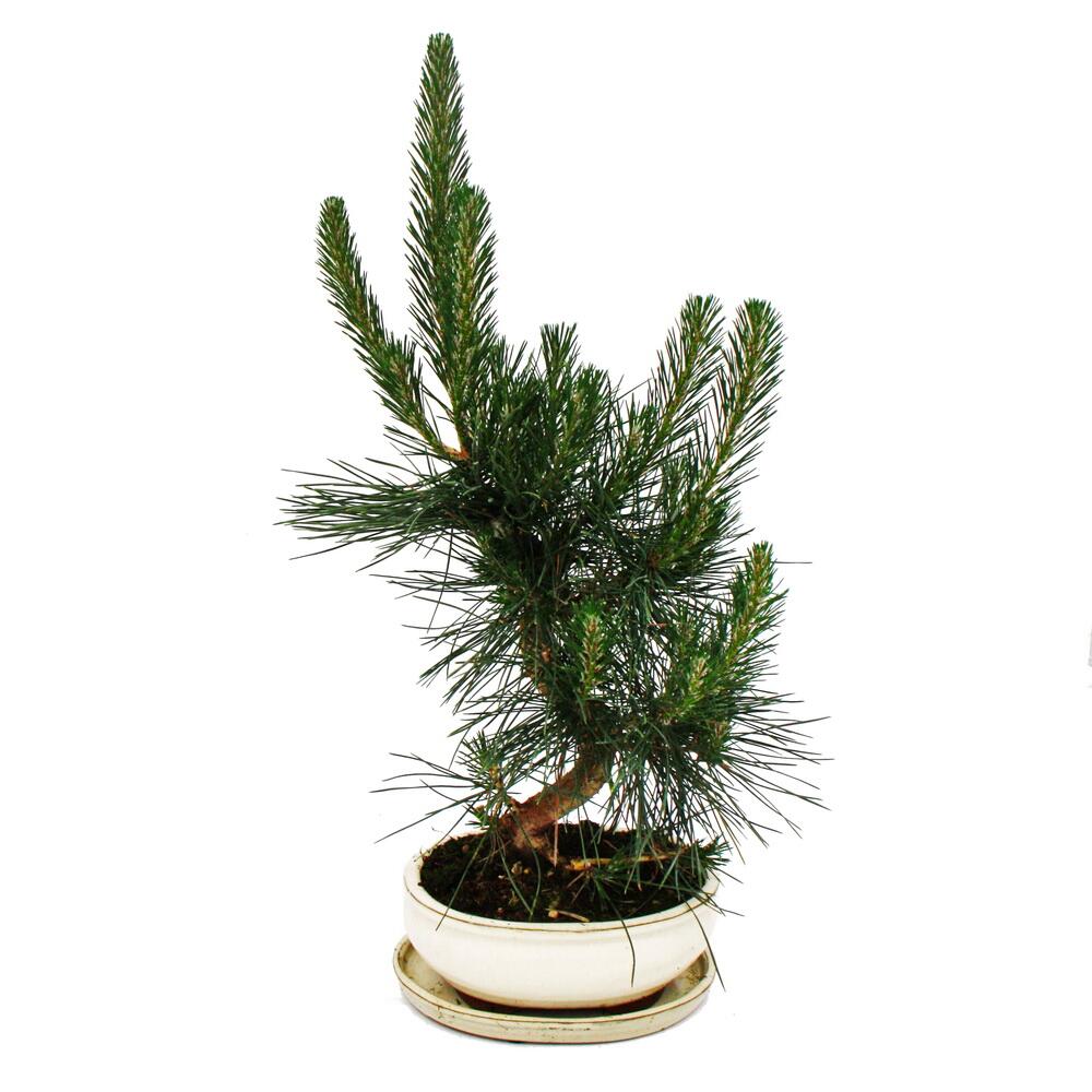 Bonsai - Pinus thunbergii - Japanische Schwarzkiefer - ca. 19 Jahre a