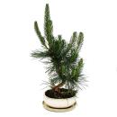 Bonsai - Pinus thunbergii - Japanese black pine - approx....