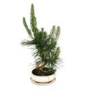 Bonsai - Pinus thunbergii - Japanese black pine - approx. 19 years old