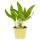 Wild garlic in organic quality - Allium ursinum - herb plant in 12cm pot