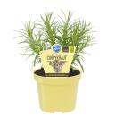 Curry herb in organic quality - Helichrysum angustifolia...