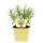 Currykraut in BIO-Qualität - Helichrysum angustifolia - Kräuterpflanze im 12cm Topf