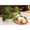 Käsekraut in BIO-Qualität - Paederia lanuginosa - Kräuterpflanze im 12cm Topf