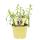 French tarragon in organic quality - Artemisia dracunculus - herb plant in 12cm pot