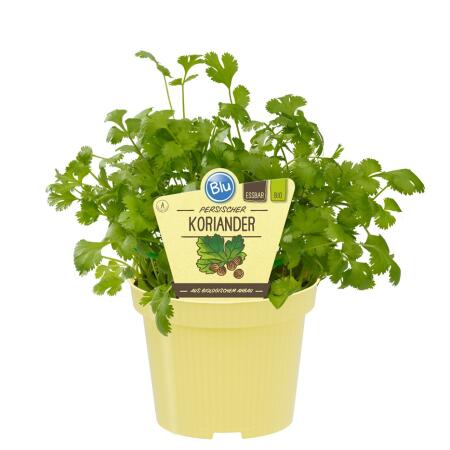 Persischer Koriander in BIO-Qualität - Coriandrum sativum - Kräuterpflanze im 12cm Topf