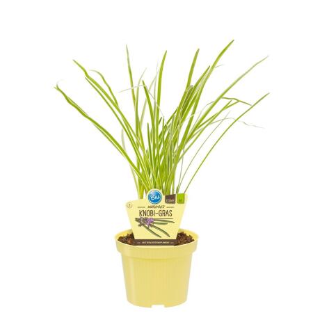 Herbe à Piment de qualité BIO - Thulbaghia violacea - Plante aromatique en pot de 12cm