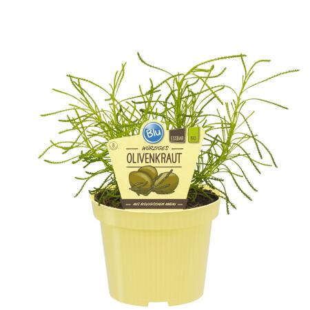 Olive herb in organic quality - Santolina viridis - herb plant in 12cm pot