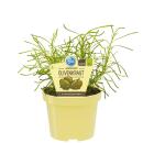 Olive herb in organic quality - Santolina viridis - herb plant in 12cm pot