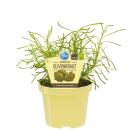 Olive herb in organic quality - Santolina viridis - herb...