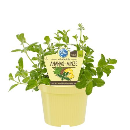 Menthe ananas BIO - Mentha suaveolens variegata - Plante aromatique en pot de 12cm