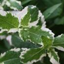 Menthe ananas BIO - Mentha suaveolens variegata - Plante aromatique en pot de 12cm