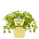 Menthe banane BIO - Mentha arvensis - Plante aromatique...