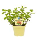 Organic grapefruit mint - Mentha suaveolens x piperita -...