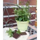 Schoko-Minze in BIO-Qualität - Mentha x piperita - Kräuterpflanze im 12cm Topf