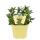 Japanese medicinal mint in organic quality - Mentha arvensis x spicata - herb plant in 12cm pot