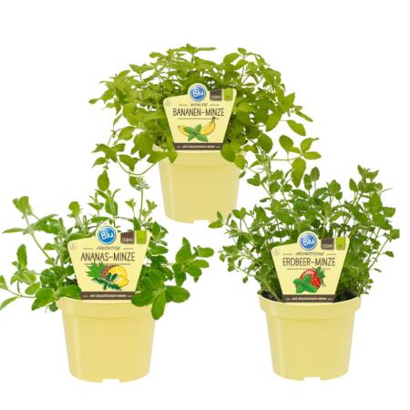 Fruchtige Minze-Sorten - Set mit 3 Pflanzen in BIO-Qualität - Ananas - Erdbeer - Banane - 12cm Topf