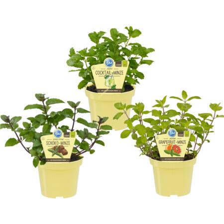 Ungewöhnliche Minze-Sorten Set mit 3 Pflanzen in BIO-Qualität Schoko HUGO Grapefruit 12cm Topf